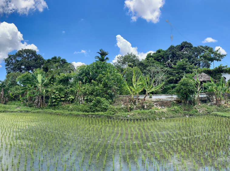 view from ricefield
