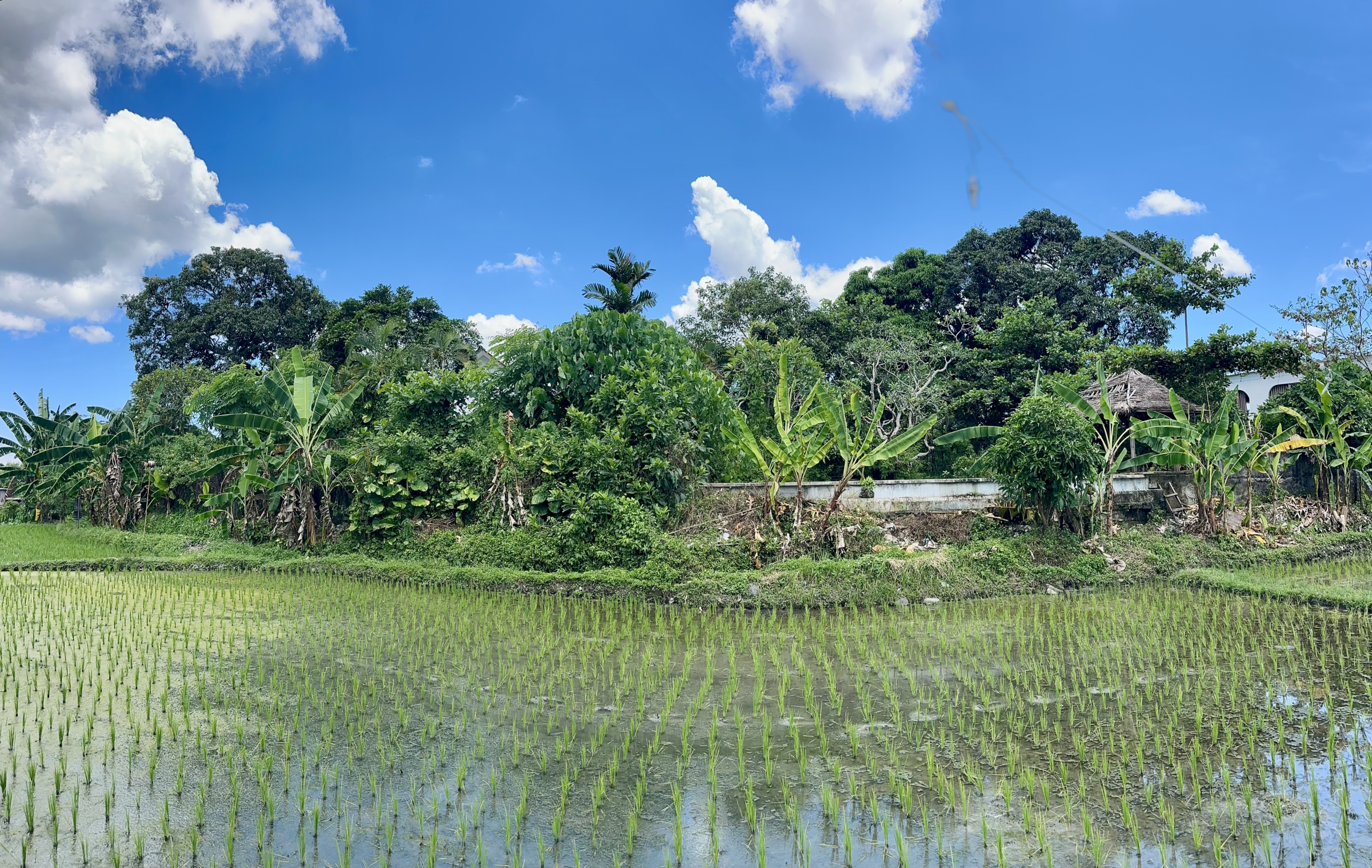view from ricefield