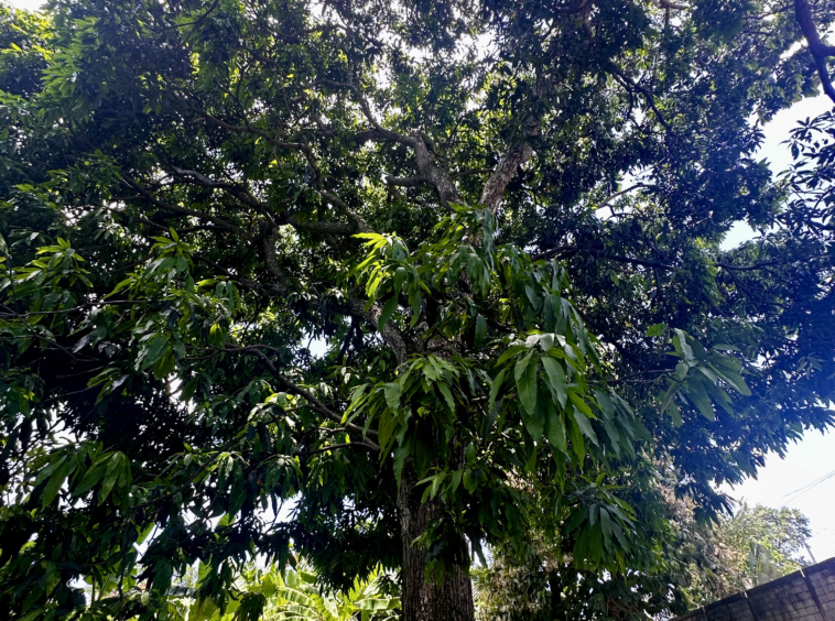 old trees on the land
