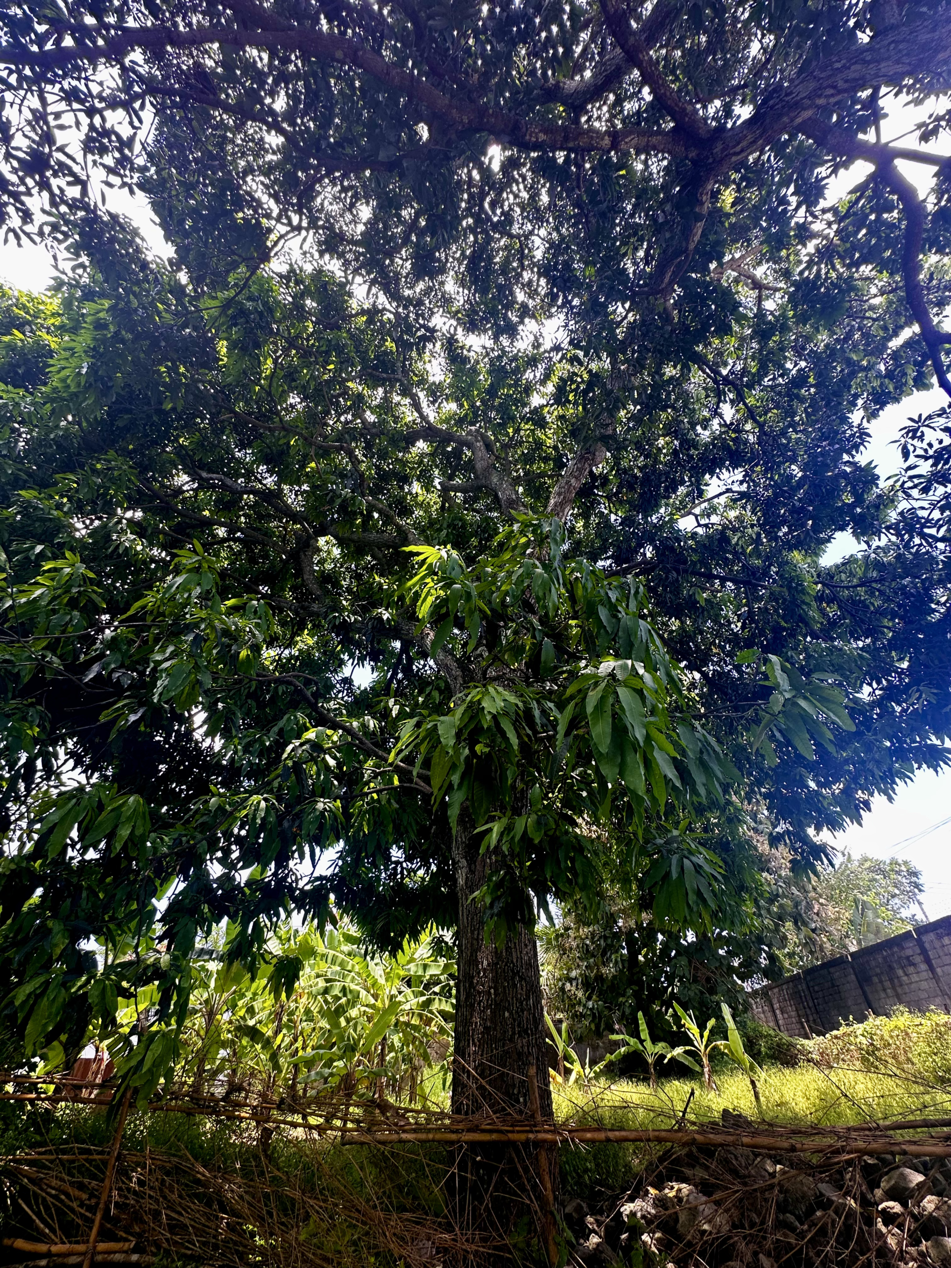 old trees on the land