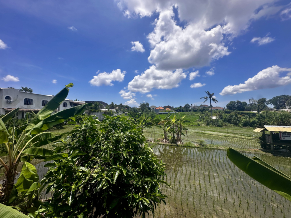 land view in Umalas ricefield