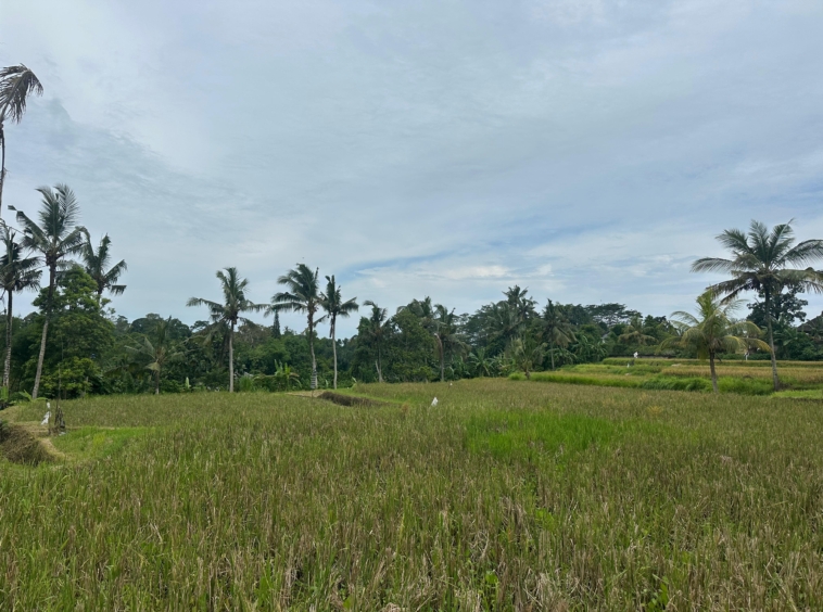 amazing land for sale Bali