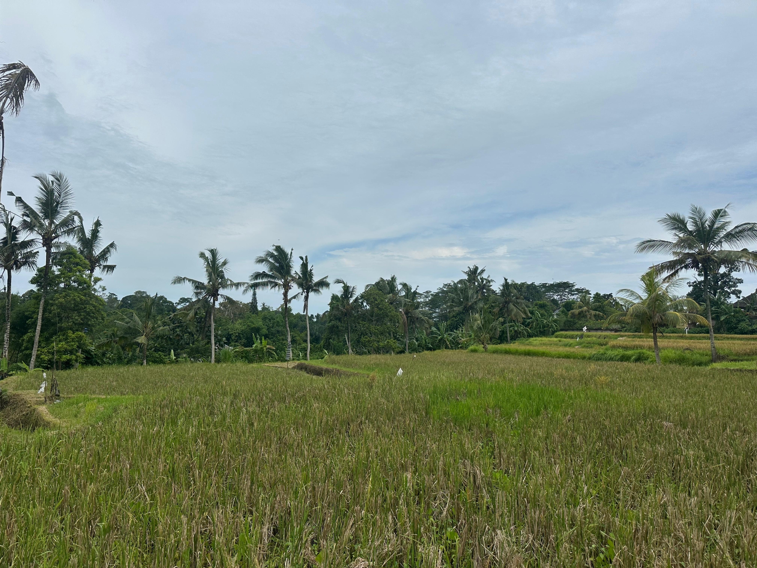 amazing land for sale Bali