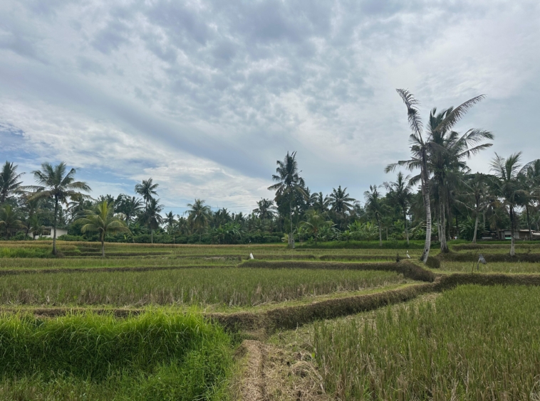Amazing land for sale UBUD