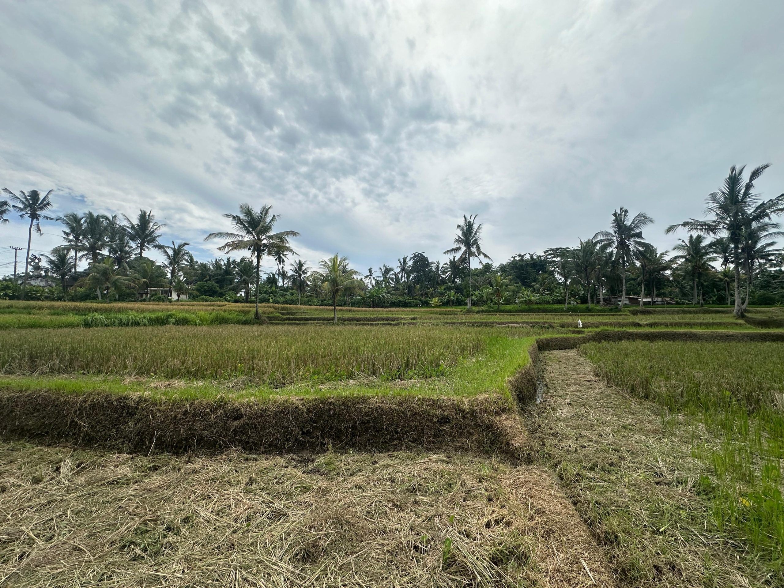 freehold land