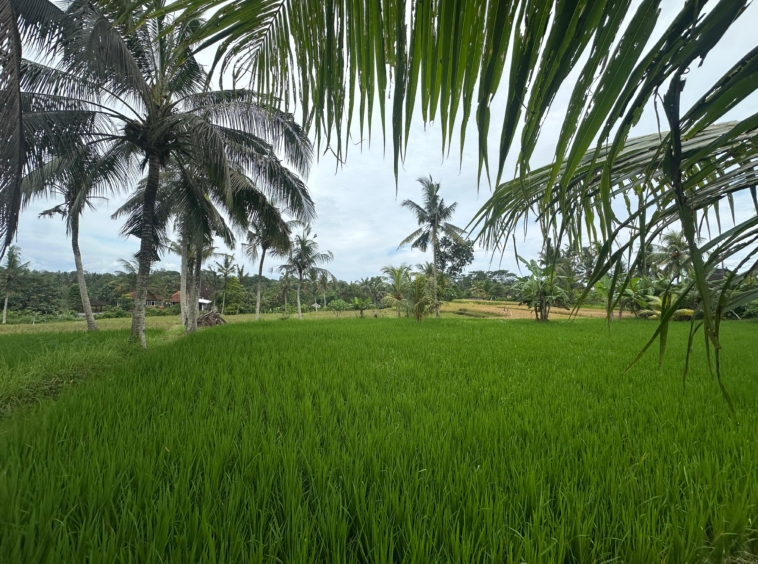 196 are land for sale freehold ubud bali