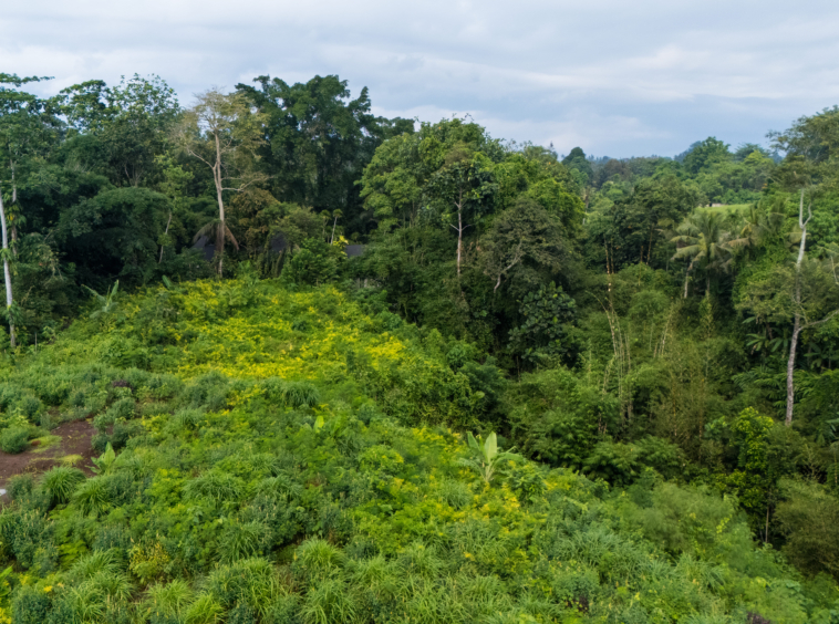 Land with beautiful trees