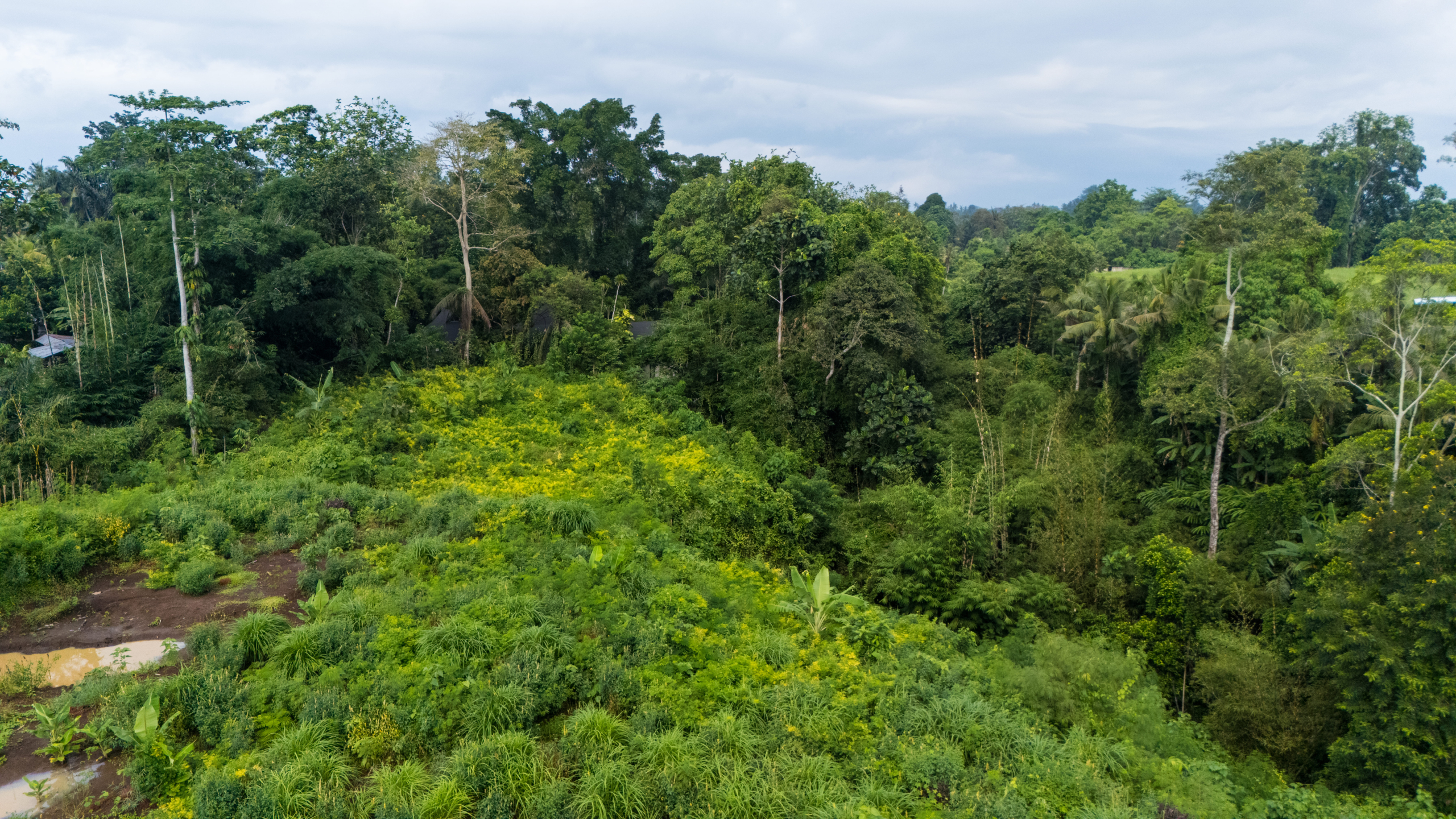Land with beautiful trees