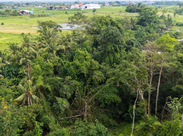 land forest