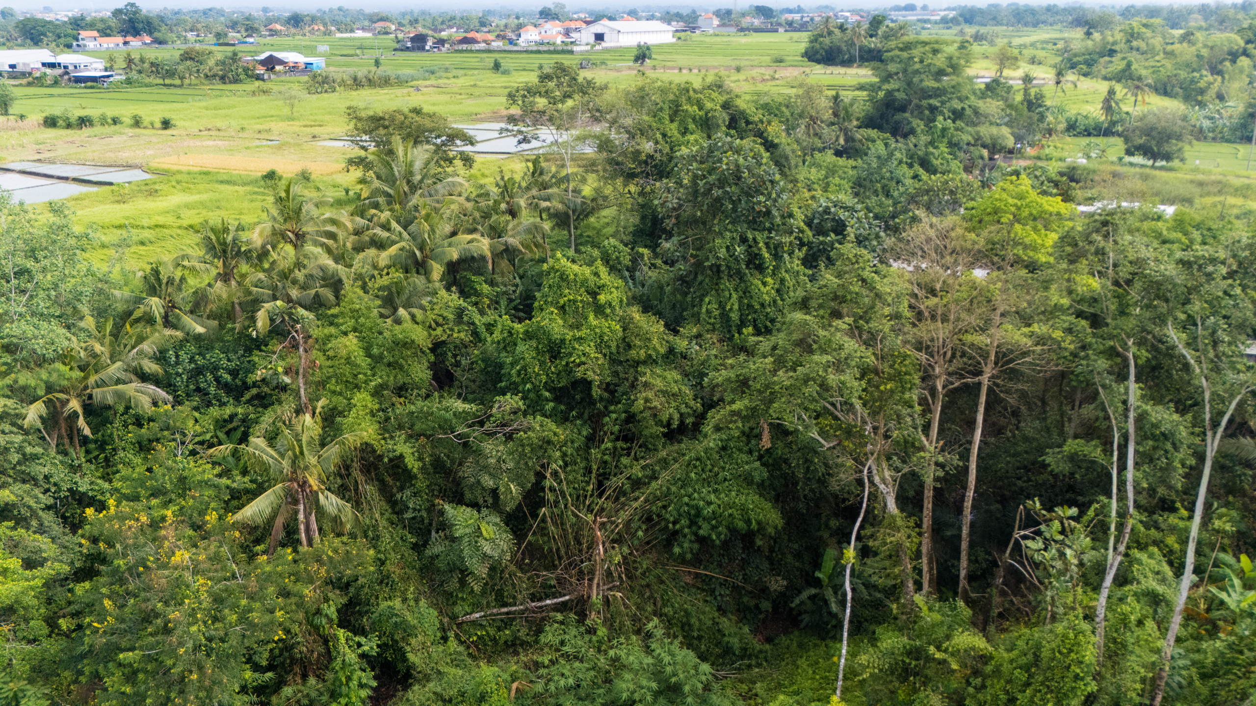 land forest