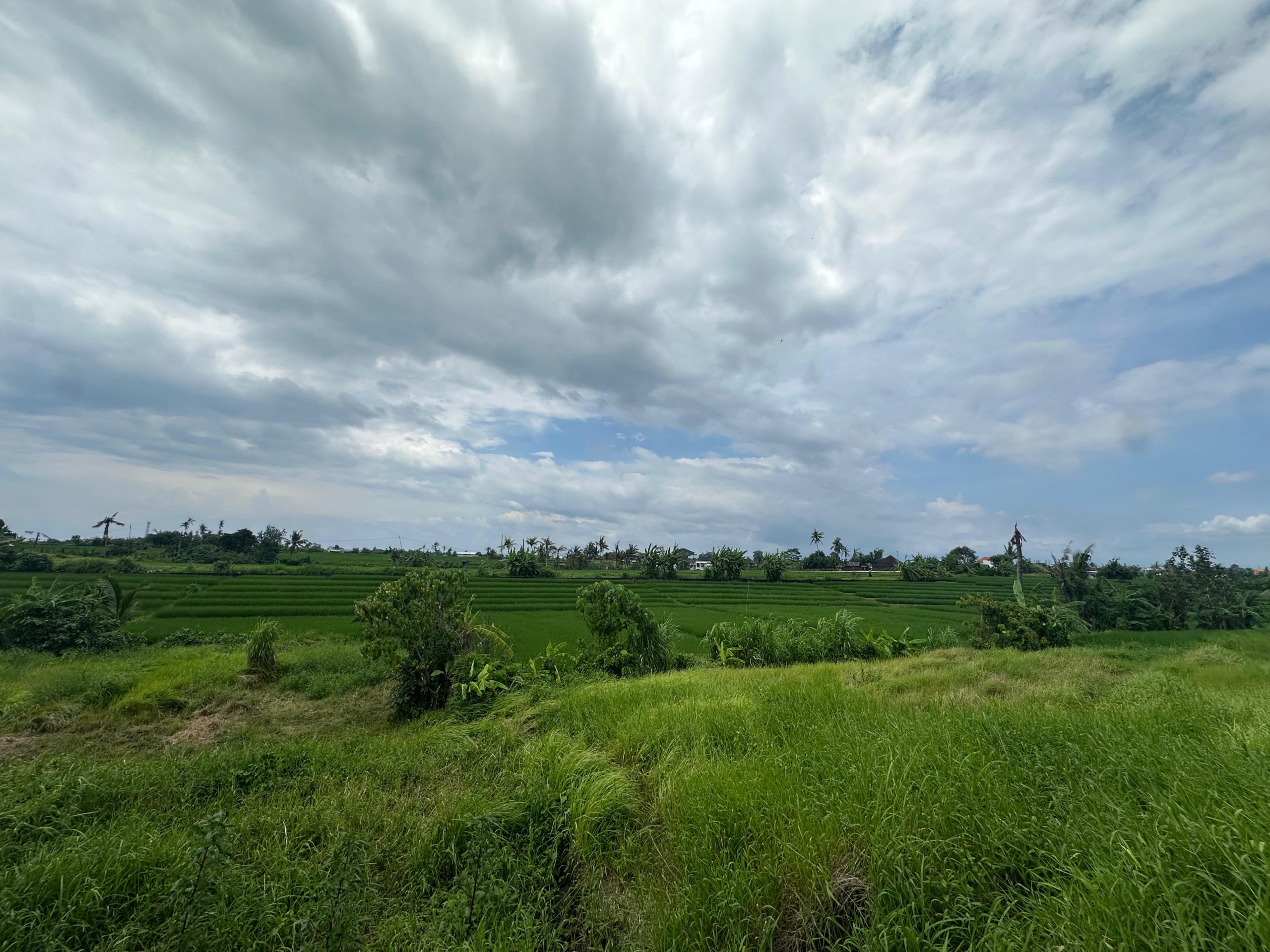 Rice field view