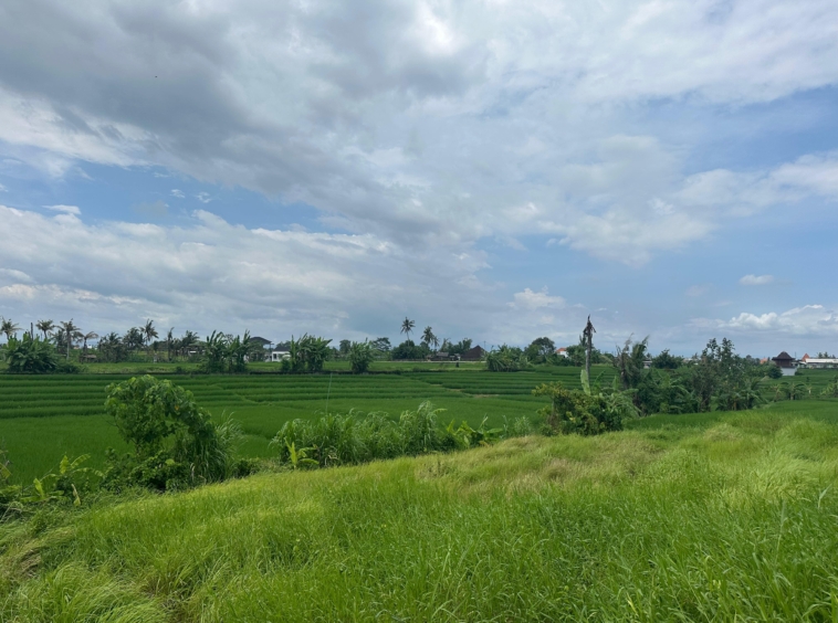 rice field few