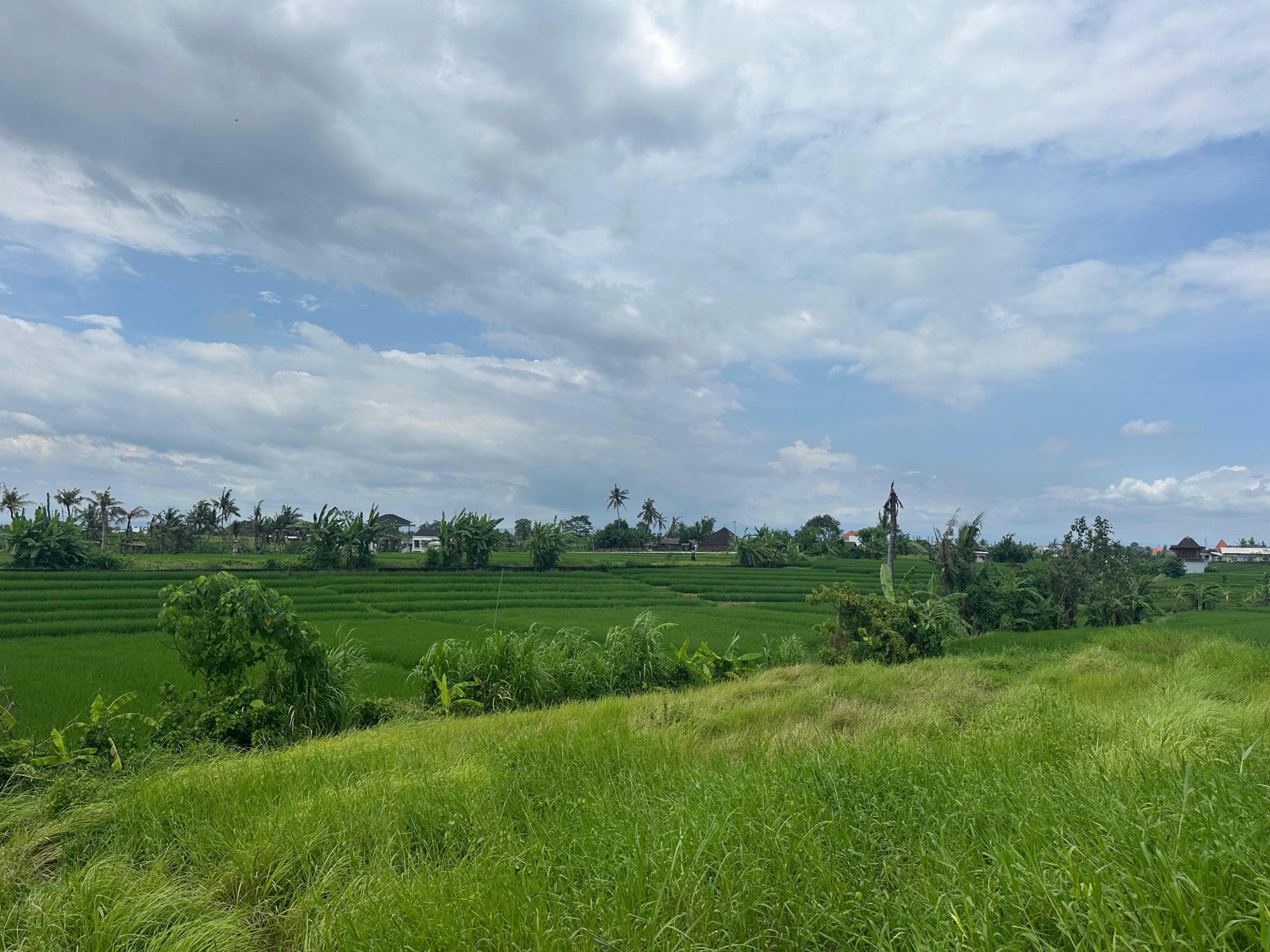 rice field few